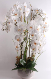 102cm White Orchid in Ceramic Pot - DE.L